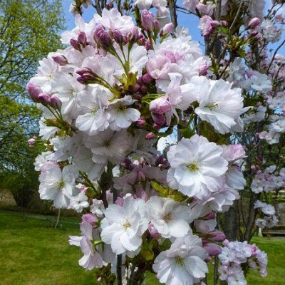 Сакура Аманогава 7 л